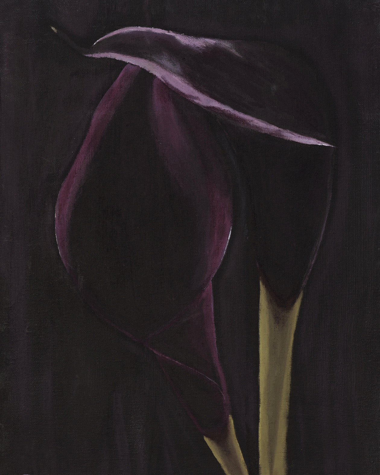 Purple Calla Lily Wall Art Print